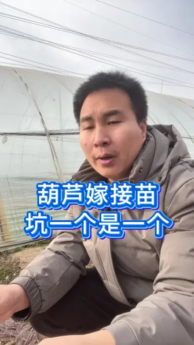 种西瓜用葫芦嫁接苗？坑 #服务三农支持三农 #种西瓜 #西瓜管理 #大棚西瓜种植技术 #助力三农