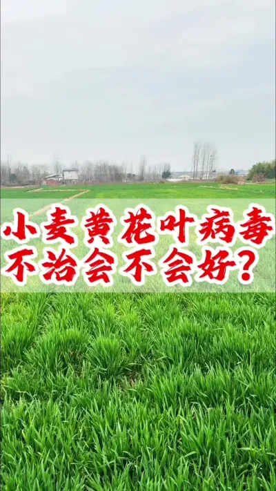 小麦黄花叶病毒病自己能好吗？别不当回事，及时防治。#小麦 #分享农业知识帮农民增产增收 #传播农业小知识 #小麦高产技术 #小麦黄花叶病毒病