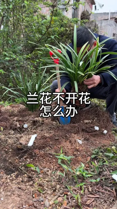 兰花不开花，如何养#花卉绿植 #养花