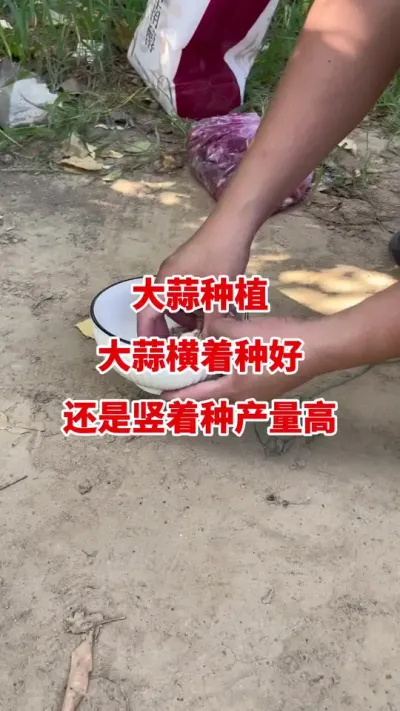 大蒜种植大蒜横着种好还是竖着种产量高#大蒜种植 #大蒜种植技术 #大蒜高产 #大蒜拌种