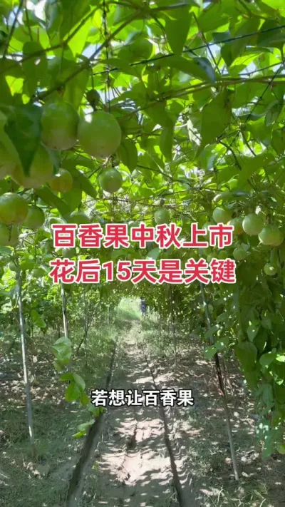 百香果中秋前上市关键措施#百香果 #黄金百香 #百香果种植 #百香果种植技术 #浩伟方