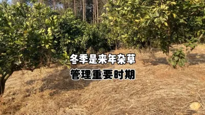 冬季是柑橘果园来年杂草管理的重要时期 #果园除草 #三农 #农业种植 #果树种植 #柑橘管理 