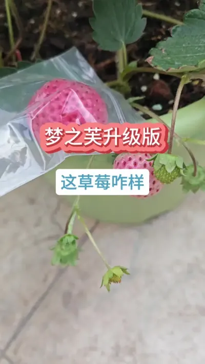 草莓用多大的盆种，草莓的种植方法，草莓的种植过程，新手种草莓 #草莓苗 #种草莓 #草莓 #草莓种植 #盆栽草莓