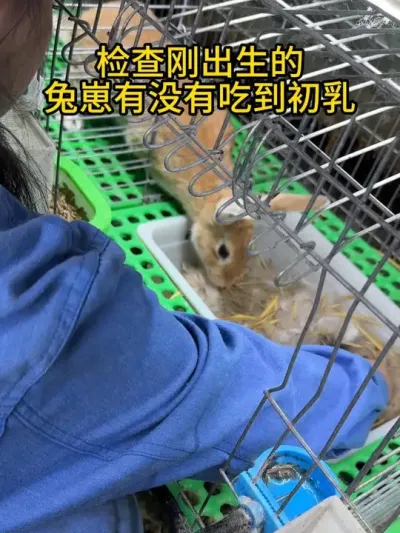 刚出生的兔崽一定要记得检查#肉兔养殖 #自繁自养 #农村创业养殖 #养兔人 #干货分享