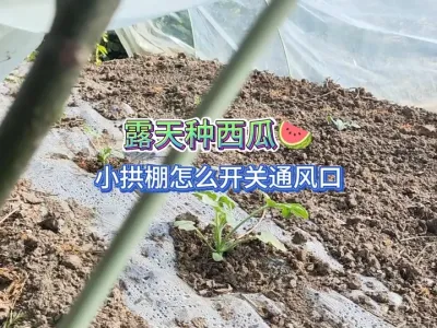 家庭种西瓜为什么要搭小拱棚，怎么控制通风口的开启和关闭时间 #三农 #抖音助农 #一份耕耘一份收获 #种植小技巧 #种西瓜 