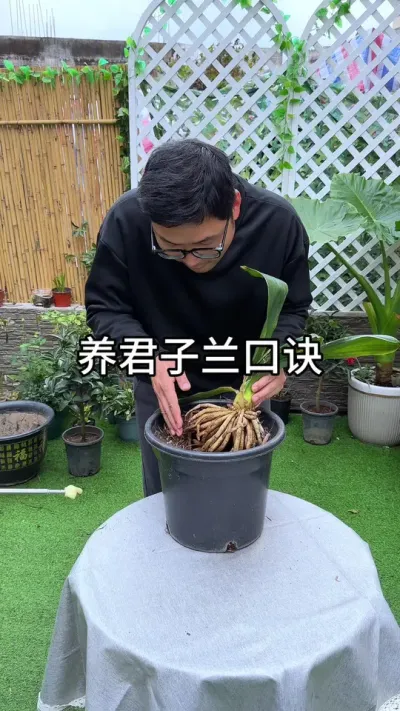 养君子兰一定要记住这条口诀