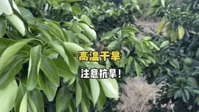 近期高温干旱，记得给柑橘树浇水抗旱 #三农 #果园管理#农业  #柑橘种植 #抗旱 