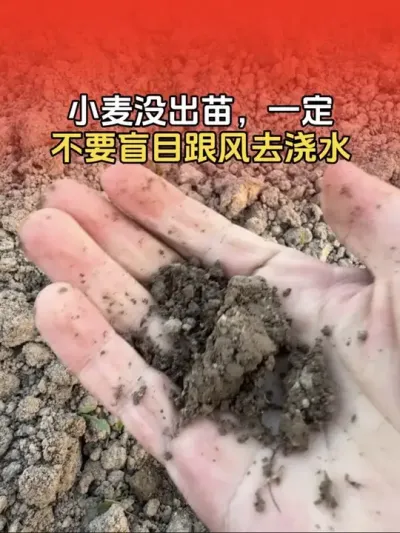 小麦还没出苗，要不要浇水？#小麦 #小麦种植 #小麦种植管理技术