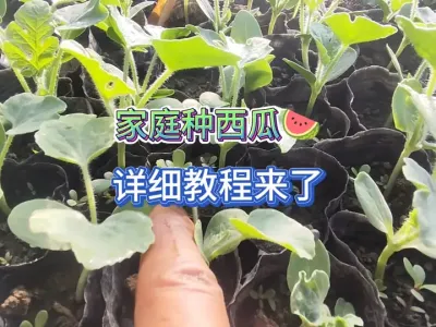 家庭种植西瓜要注意这些，能让西瓜缓苗和生长快，后期结瓜口感好 #三农 #记录我的种植生活 #种植小技巧 #西瓜种植 #瓜苗种植 