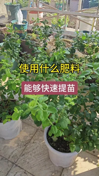 夏天高温天气蓝莓不长了怎么办呢，新手养护蓝莓施什么肥，蓝莓僵苗了不长怎么办#蓝莓种植 #盆栽蓝莓 #蓝莓养护 #蓝莓施肥 #蓝莓苗