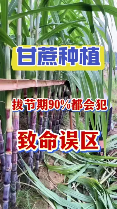 甘蔗拔节冲刺期致命误区大曝光，千万不要犯了这个错误，而毁了一年的好产量#甘蔗种植 #甘蔗施肥 #甘蔗管理