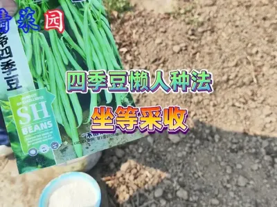 四季豆懒人种法，出芽快出苗齐，从种下到采收基本不用怎么管理， #新农人计划2025 #三农 #种植小技巧 #抖音助农 #新农人计划 