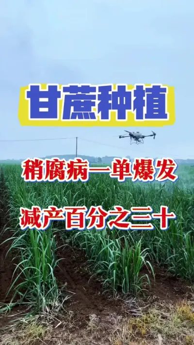 夏季是稍腐病爆发的高峰期，一旦预防不到位满园遭殃，想要产量与品质双丰收，提前预防是关键#甘蔗种植 #甘蔗 #甘蔗病害