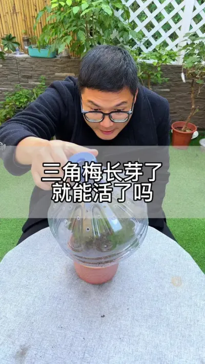扦插繁殖长芽了，就能活了吗？#花卉绿植 #养花 #种植小技巧