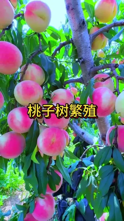 桃子树繁殖#花卉绿植 #种植小技巧