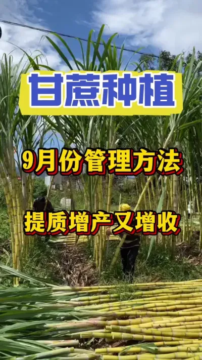 九月份气温落差大，甘蔗也就进入至关重要的管理阶段，稍有不慎将会影响一年的产量，千万不要在最后的收尾阶段翻了车#甘蔗种植 #甘蔗施肥#种植小技巧