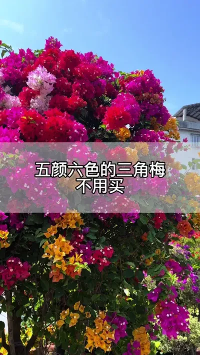 如何养出一颗五颜六色的三角梅#花卉绿植 #养花 #种植小技巧