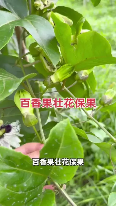 百香果壮花保果#百香果种植 #百香果种植技术 #黄金百香果种植技术 #百香果 #浩伟方