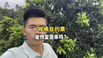 柑橘日灼果能不能恢复回来？ #柑橘种植 #三农 #果树管理 #农业 #日灼 