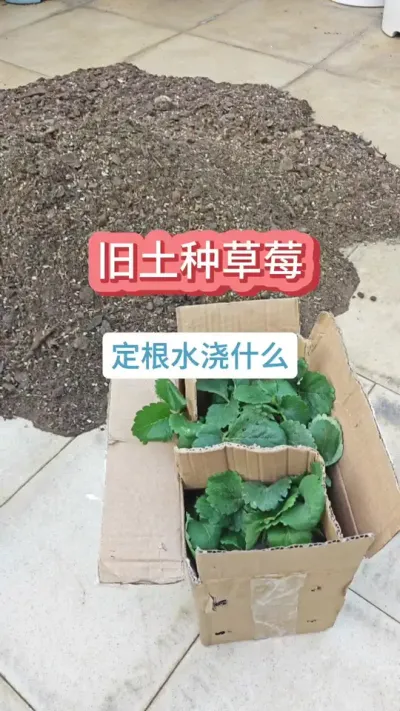 草莓的种植方法，旧土怎么种草莓，草莓的种植过程，旧土种草莓要注意什么#草莓 #盆栽草莓 #草莓苗 #种草莓 #草莓种植