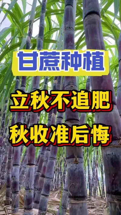 甘蔗壮尾肥到底用什么才能节长节粗、糖分足口感好，亩产十吨以上#甘蔗 #甘蔗施肥#甘蔗种植
