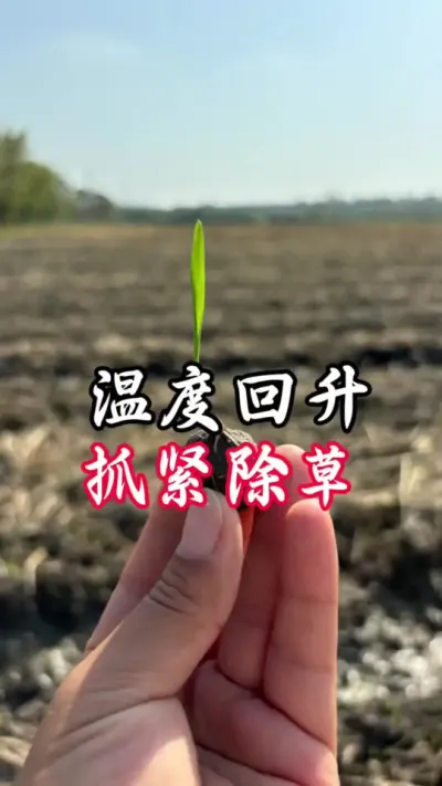 这几天抓紧时间除草，下雨条件可以的，拔节肥可以撒了＃#分享农业知识帮农民增产增收