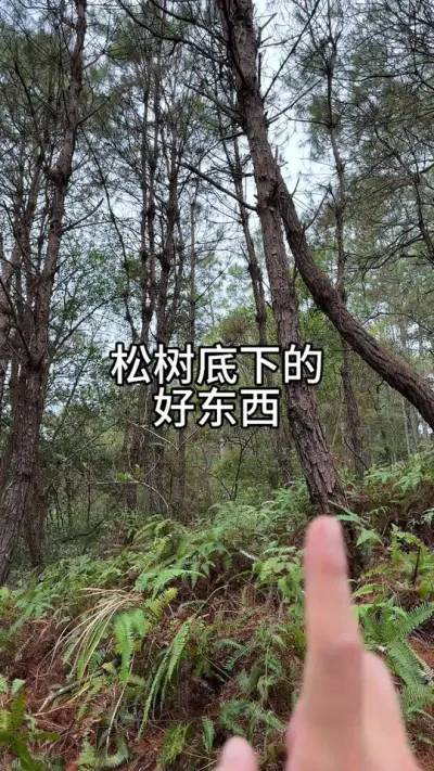 松树底下有养花的好东西 #花卉绿植 #种植小技巧