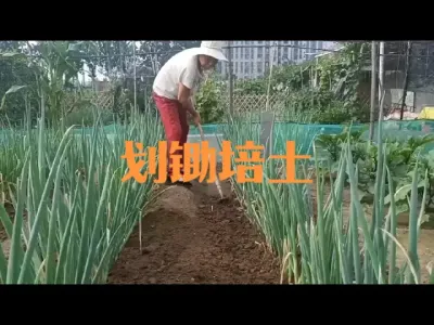 七月大葱划锄培土需注意
