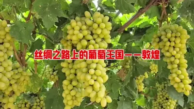 丝绸之路上的葡萄王国&mdash;&mdash;敦煌