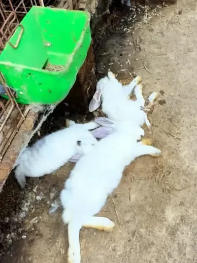 #养兔#农村创业养殖 #养兔人 #兔子 #我的养殖生活