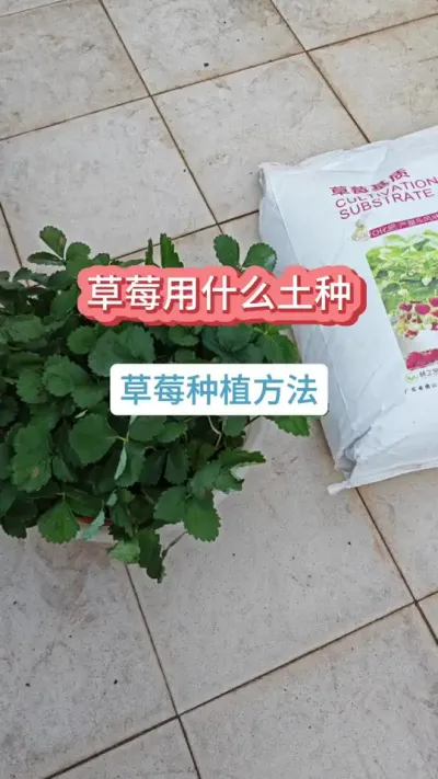 种草莓用什么土，草莓的种植方法，草莓的种植过程，草莓用多大的盆 #草莓种植 #种草莓 #草莓土 #草莓苗 #盆栽草莓