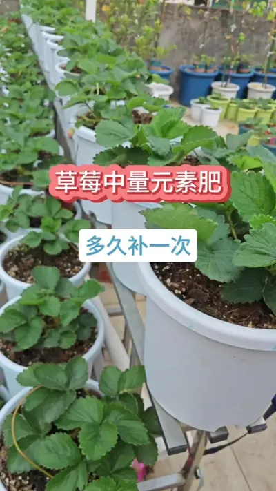 草莓的种植过程，种草莓怎么施肥，草莓的养护过程，草莓的种植方法#草莓苗 #种草莓 #盆栽草莓 #草莓施肥 #种草莓