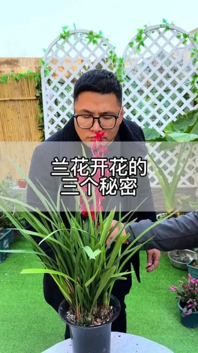 兰花开花的秘密是什么，你知道吗？#花卉绿植 #养花 #种植小技巧