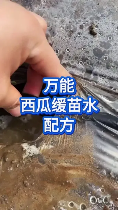 西瓜种植大户绝不外传的西瓜缓苗水配方 #西瓜管理 #服务三农支持三农 #瓜农 #抖音助农 #大棚西瓜