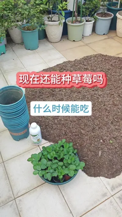 @花舞园艺农场 现在种草莓什么时候能吃，草莓的种植方法，草莓的种植过程 #种草莓 #草莓苗 #草莓养护 #草莓种植 #草莓种植技术