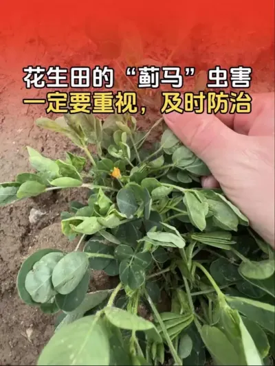 花生田&ldquo;蓟马&rdquo;虫害，一定要重视，及时防治！#花生高产种植 #农业植保知识分享 #传播农业小知识 #分享农业知识帮农民增产增收 #农业种植技术