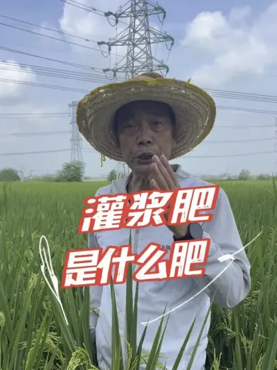 灌浆肥是啥，千万不要盲目撒肥，想要提高产量一定要看#分享农业知识帮农民增产增收 #老百姓关心的话题