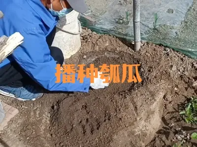 如何播种瓠瓜#瓠子