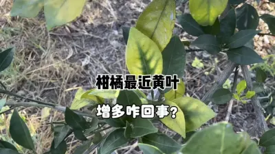 近期柑橘出现很多黄叶是怎么回事？ #三农 #果园管理 #柑橘种植 #缺素 #农业 