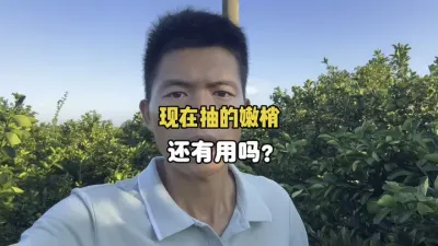 赣南脐橙现在出的嫩梢留着还有用吗？ #三农种植 #柑橘种植 #赣南脐橙 #晚秋梢 #农业 