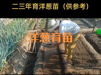 二三年洋葱育苗
