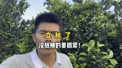 立秋了，还没有放秋梢的柑橘果园要抓紧 #三农 #柑橘种植 #放秋梢 #农业 #果树管理 