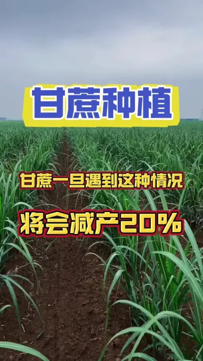 快来看看你家甘蔗有没有遇到这种情况#甘蔗种植 #甘蔗施肥方法 #甘蔗增产
