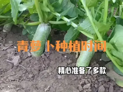 什么时候种植青萝卜、如何选择品种？#青萝卜