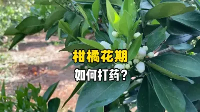 柑橘的花期要如何科学安排打药？ #三农 #农业 #柑橘 #花期 #打药 