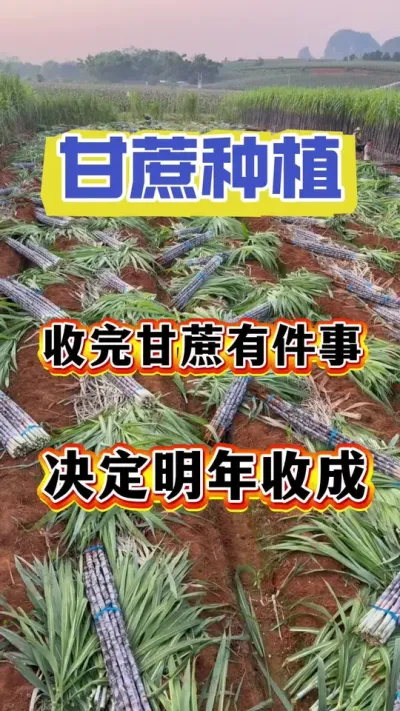 收完甘蔗一小步，来年收成提一截，而且甘蔗是出苗快好管理，省事省时又省心#甘蔗种植#甘蔗施肥#甘蔗