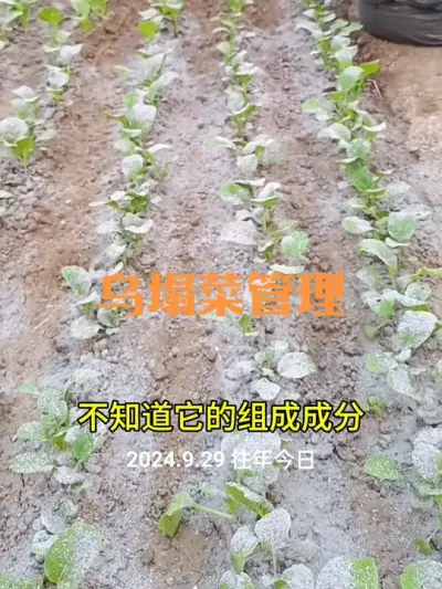 乌塌菜防跳甲虫及如何浇水追肥