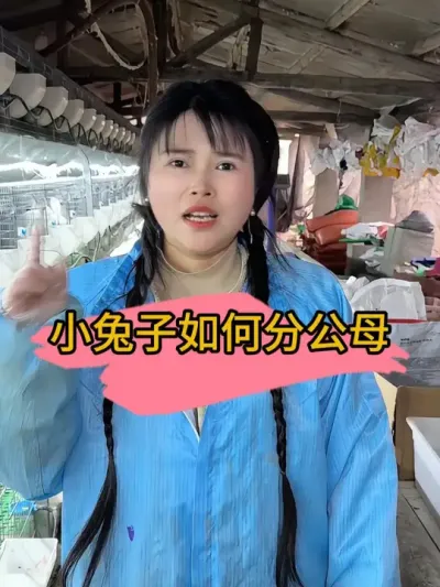 不会看兔子公母的看过来 #农村创业养殖   #肉兔养殖   #自繁自养   #养兔人   #我的养殖生活