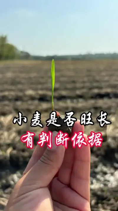 小麦旺长的标准来了，解决方案在后面哦#分享农业知识帮农民增产增收