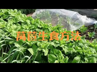 莴苣直接生吃好吃营养大#莴苣